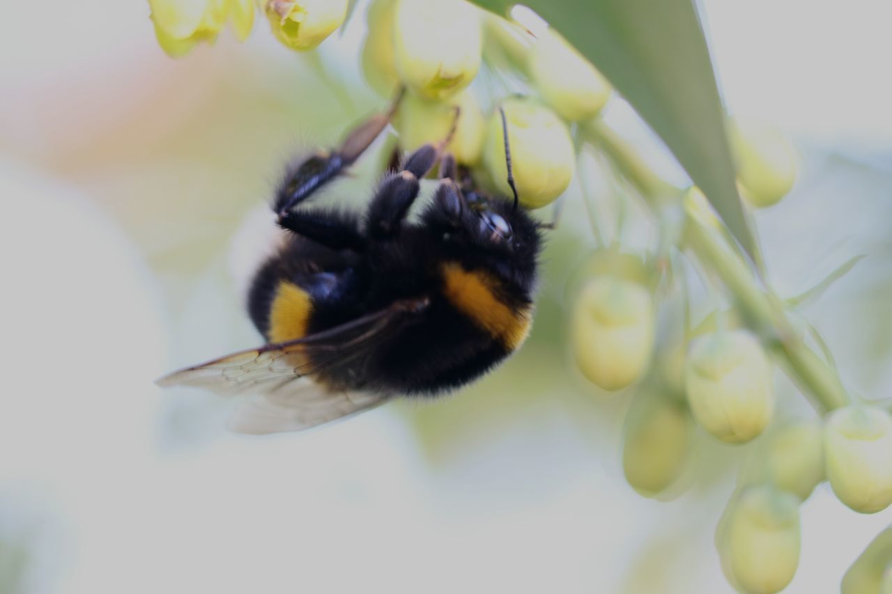 CLOSE-UP OF BEE POLLINATING FLOWER