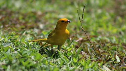 Little bird yellow in grass