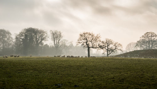 Trees on field against sky