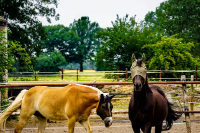 Horses in the field