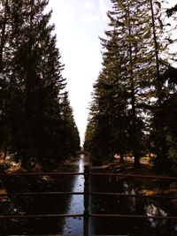 Canal amidst trees in forest during rainy season