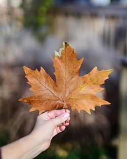 Close-up of hand holding maple leaves