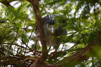 Low angle view of bird in forest