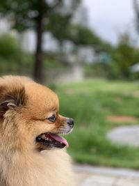 Close-up of dog looking away