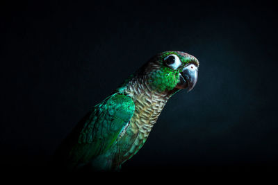 Close-up of parrot perching against black background