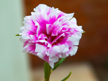 Close-up of pink flower blooming outdoors
