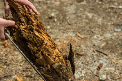 Cropped hand of person cutting wood on field