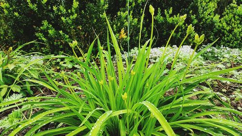 Plants growing outdoors