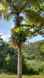 Palm tree against sky