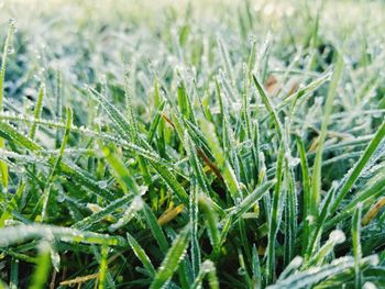 Close-up of grass on field