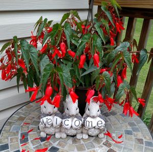 Close-up of potted plant