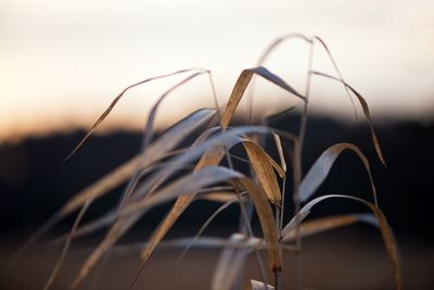 Close-up of plant against sky during sunset