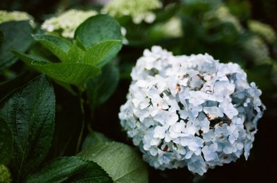 Close-up of hydrangea blooming outdoors