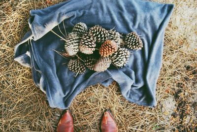 Low section of person standing by pine cones on fabric over grass