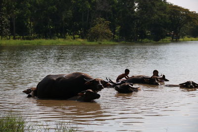 View of ducks swimming in lake