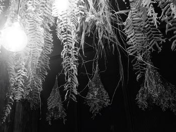 Low angle view of illuminated plant