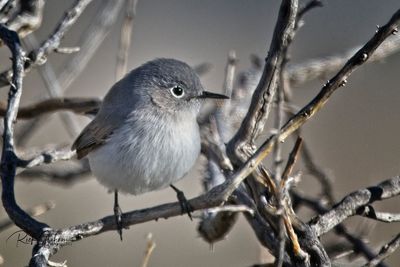 Close-up of bird perching on branch