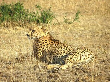 A cheetah camouflage with the field