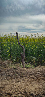 Plants growing on field against sky