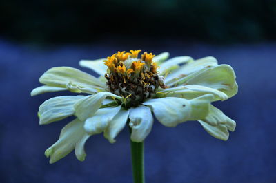 Close-up of wilted flower against blurred background