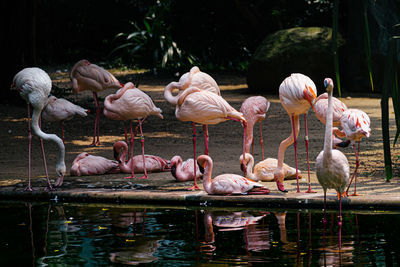 Flock of birds in lake