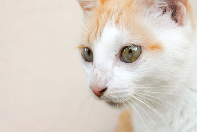 Close-up portrait of cat