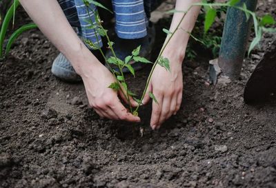 Girl planting a plant in the garden