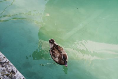 High angle view of duck swimming on lake