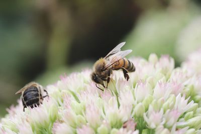 Close-up of bee on flower