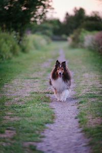 Dog hiking in the forest trail