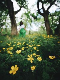 Yellow flowering plants on field