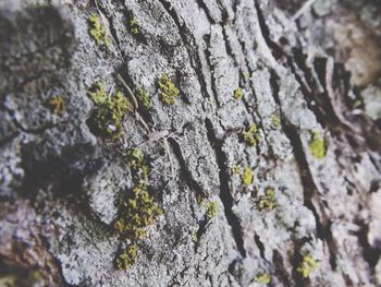 Close-up of lichen on tree trunk