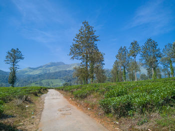 Dirt road amidst trees against blue sky