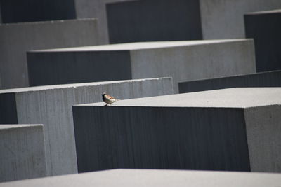 Bird perching on retaining wall