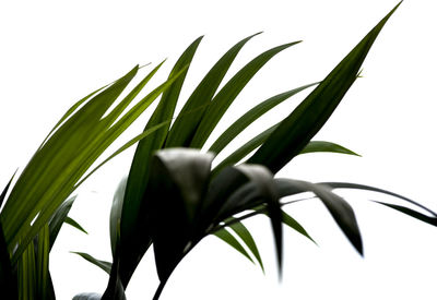 Close-up of plant against white background