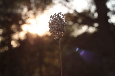 Close-up of plant against blurred background