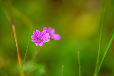 Close-up of pink flowering plant