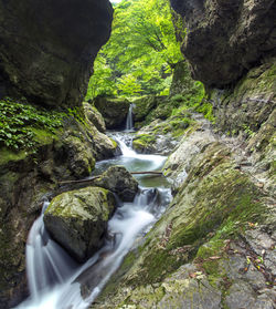 Scenic view of waterfall in forest