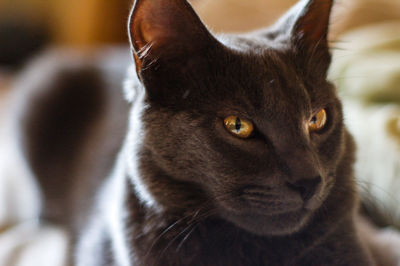 Close-up portrait of cat