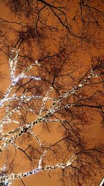 Full frame shot of tree during sunset