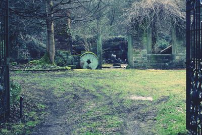 Bare trees on grassy field