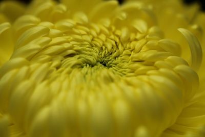 Close-up of yellow flowering plant
