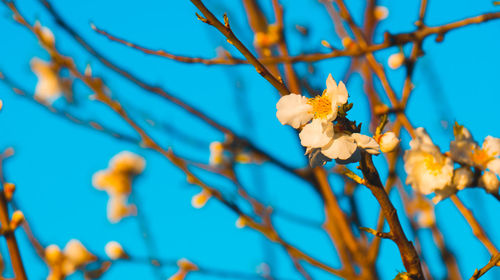 Close-up of flowering plant against blue sky