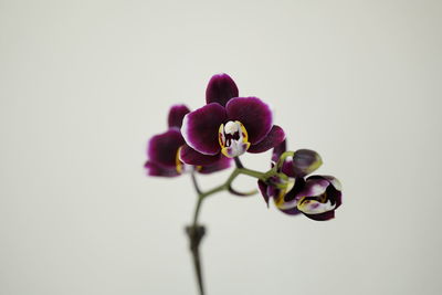 Close-up of flowers over white background