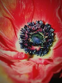 Close-up of red flower