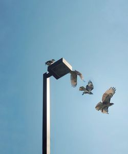 Low angle view of bird perching on cable against clear sky