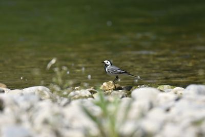 Close-up of bird perching on rock