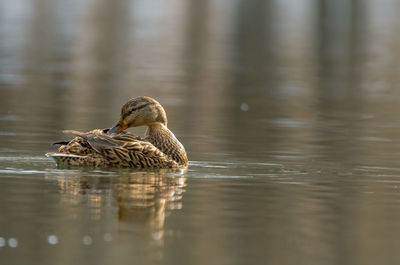 Duck swimming in lake