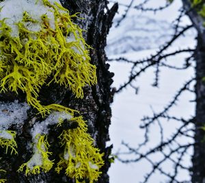 Close-up of lichen growing on tree trunk against sky