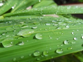 Full frame shot of raindrops on leaf